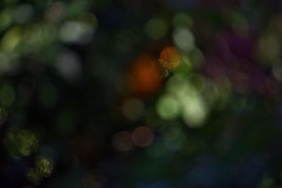 Defocused image of tree