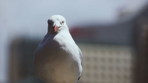 Close-up of bird