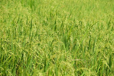 Close-up of grass growing in field