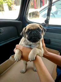 Dog sitting in car