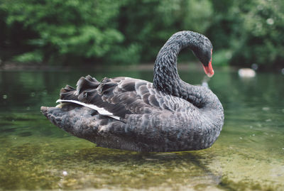 Side view of black swan swimming in lake