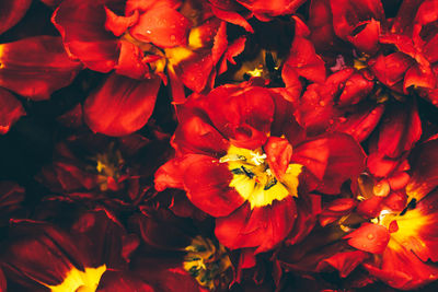 Full frame shot of red flowering plants