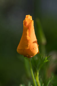 Close-up of rose against blurred background