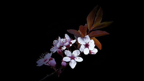 Close-up of flowers against black background