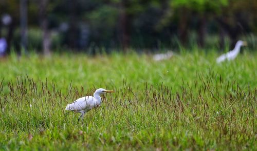 High angle view of gray heron on field