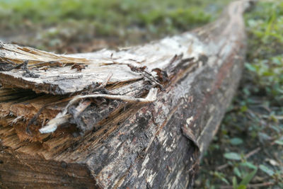 Close-up of insect on log