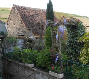 Plants growing on a tree