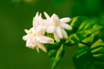 Close-up of white flowering plant