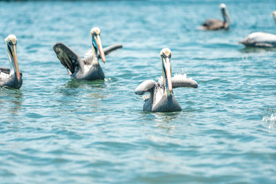 Pelicans swimming in lake