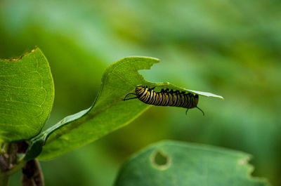 Close-up of insect on leaf