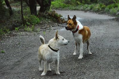 Dogs standing on road