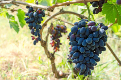 Close-up of grapes growing in vineyard