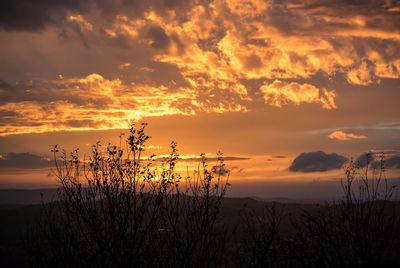 Silhouette of trees at sunset