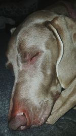 Close-up of dog sleeping