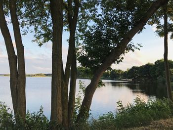 Trees by lake against sky