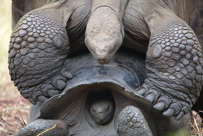 Extreme macro of two galapagos tortoise chelonoidis nigra mating galapagos islands, ecuador.