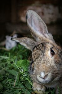 Close-up of brown rabbit