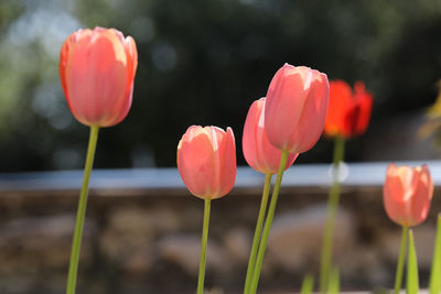 Close-up of red tulips