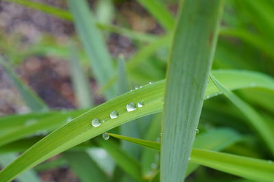 Close-up of raindrops on grass