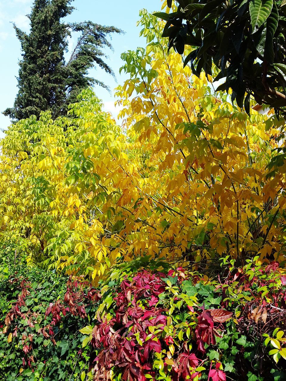 growth, flower, tree, beauty in nature, plant, yellow, nature, freshness, green color, leaf, branch, clear sky, tranquility, low angle view, lush foliage, growing, field, blooming, fragility, day