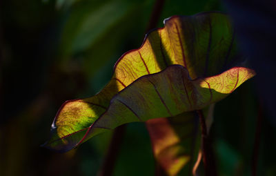 Close-up of yellow leaves on plant