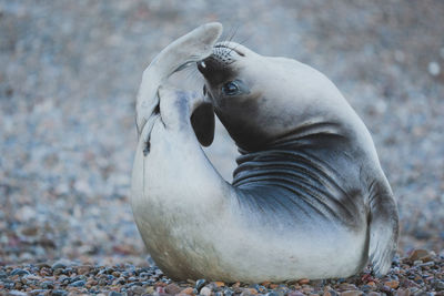 Elephant seal at patagonia.