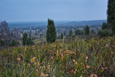 Plants growing on land against sky