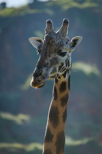 Low angle view of giraffe against blurred background