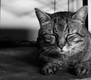 Close-up of a cat