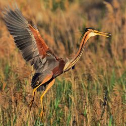 Close-up of gray heron on field