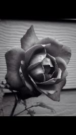 Close-up of rose