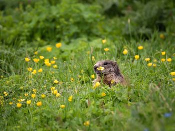 Marmot looking away amidst grassy field