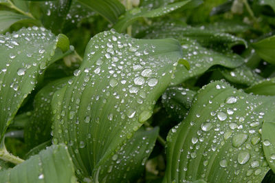 Close-up of raindrops on leaves