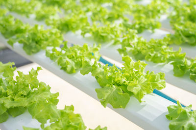 High angle view of plants in plate on table