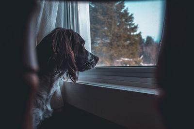 Dog looking through window at home