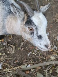 High angle view of a goat