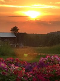 Purple flowering plants on field against sky during sunset