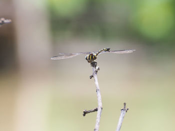Close-up of insect on plant