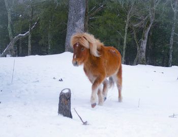 Dog sitting on snow covered landscape