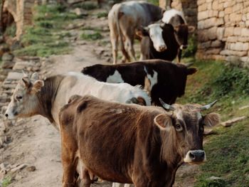 Cows standing on field