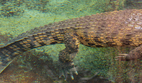 Big crocodile swims underwater, south africa