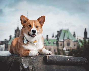 Portrait of dog sitting in city