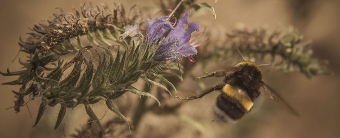 Close-up of wilted thistle