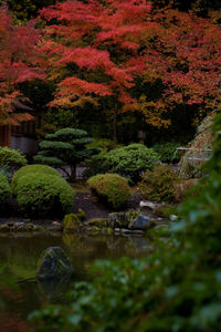 Scenic view of forest during autumn