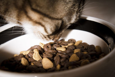 Tabby cat eating holistic feed. no people