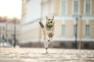 Portrait of dog running