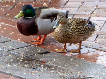 Close-up of duck