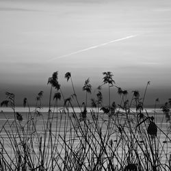 Scenic view of plants against lake