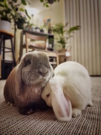 Close-up of a rabbit relaxing at home