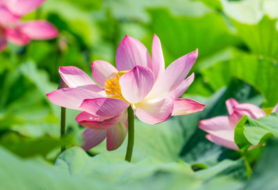 Close-up of pink water lily